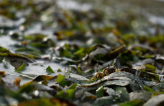 Thalassia hemprichii