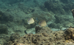 Chaetodon guttatissimus