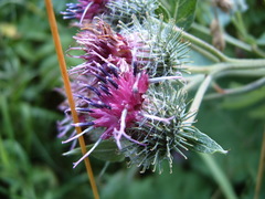 Arctium × ambiguum