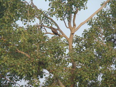 Milvus migrans