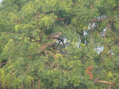 Milvus migrans