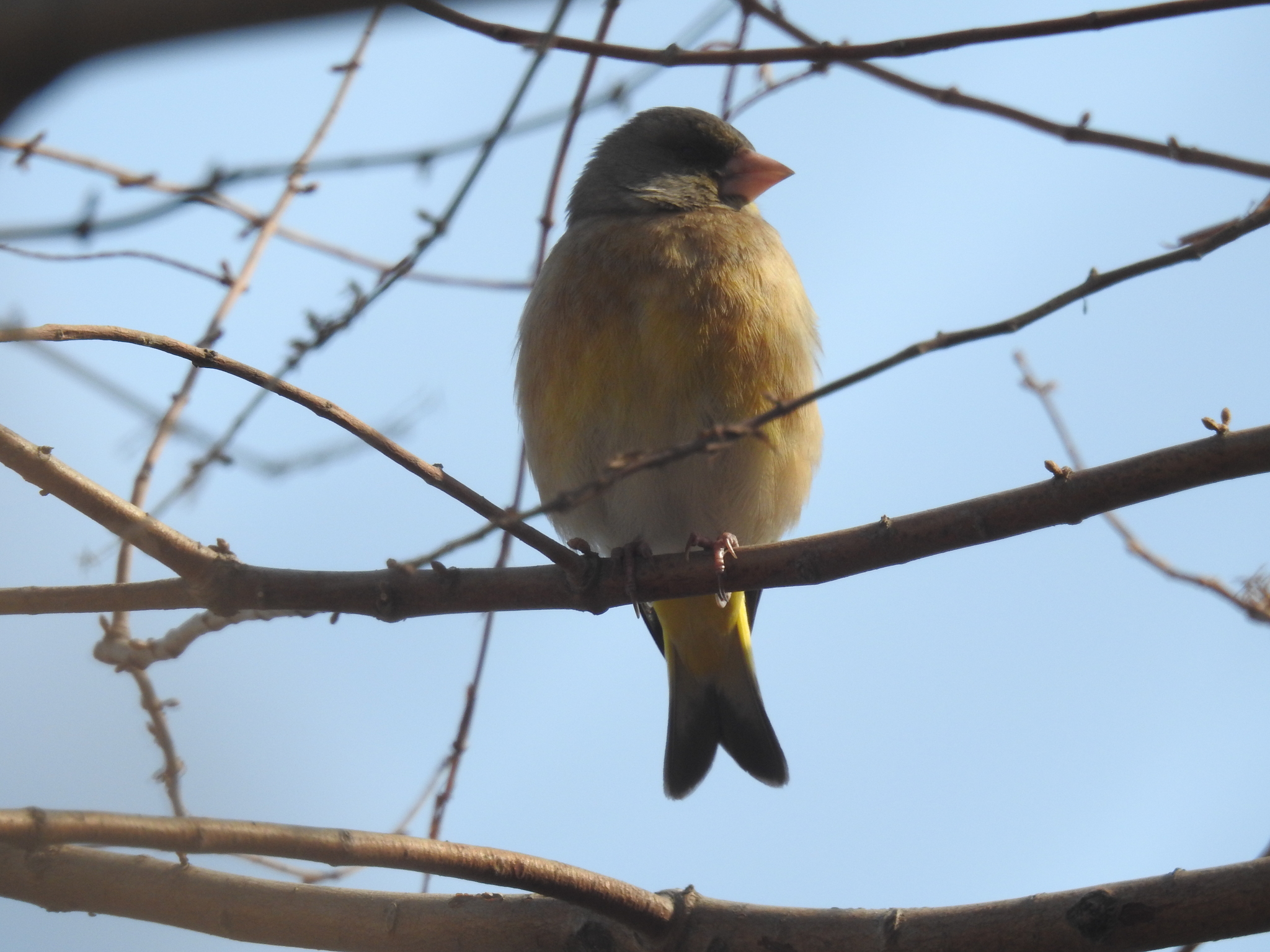Oriental Greenfinch