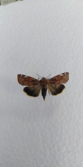 Cosmia affinis