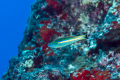 Smalltail Wrasse photo 3