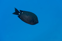 Three-Spot Damsel photo 4