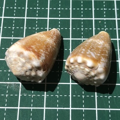 Conus fulgetrum