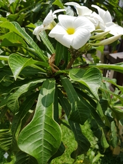 Plumeria pudica