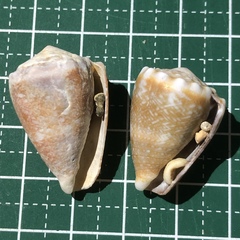 Conus fulgetrum