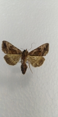 Autographa jota
