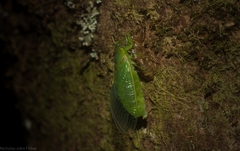 Chlorocysta vitripennis