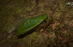 Chlorocysta vitripennis