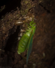 Chlorocysta vitripennis