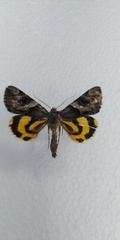 Catocala fulminea