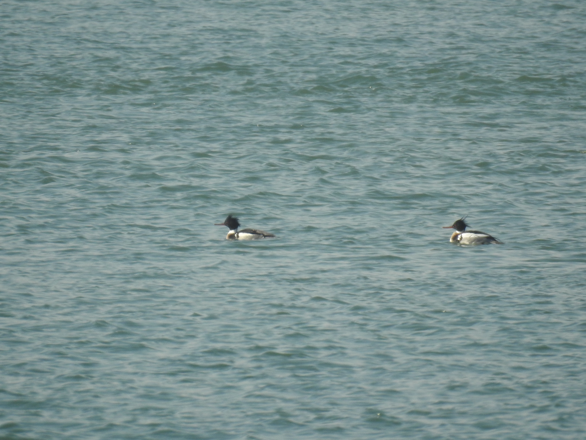 Red-breasted Merganser
