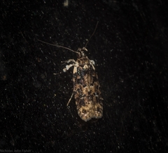 Ardozyga sodalisella