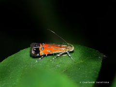 Tricyanaula aurantiaca