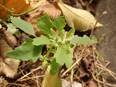 Chenopodium ficifolium