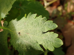 Erysiphe macleayae