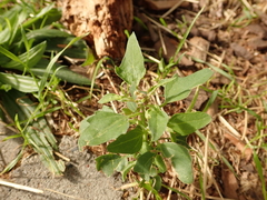 Chenopodium ficifolium