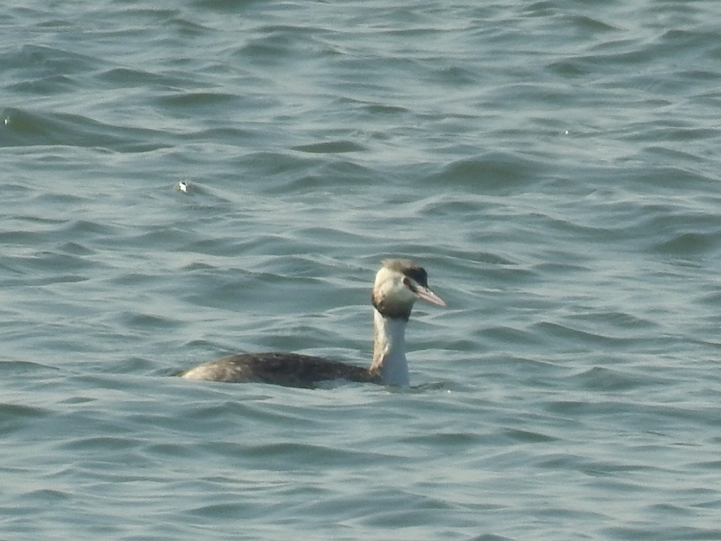 Great Crested Grebe
