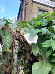 Calystegia silvatica