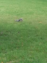 Sciurus carolinensis
