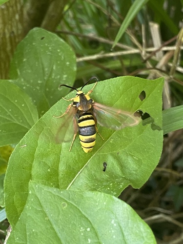 Sesia apiformis