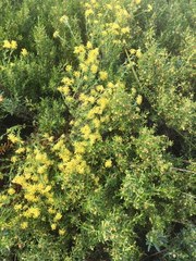 Pimelea curviflora