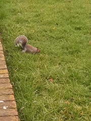 Sciurus carolinensis