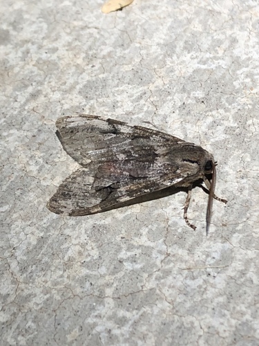 Mottled Glassy-wing photo 4