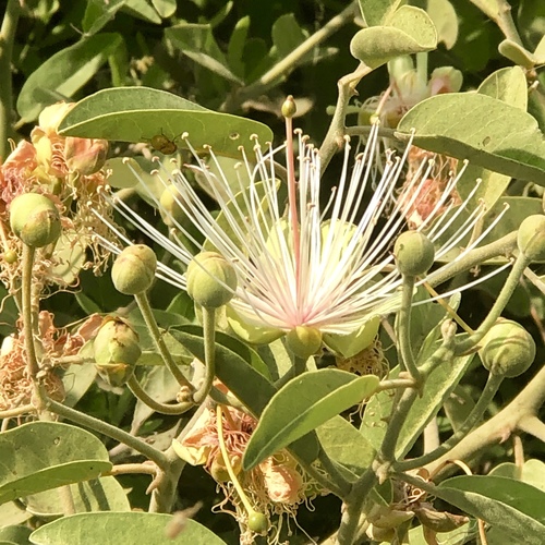Woolly Caperbush