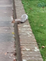 Sciurus carolinensis