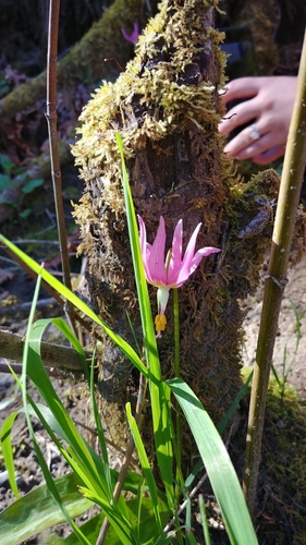 Erythronium revolutum