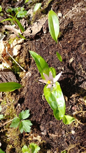 Erythronium revolutum