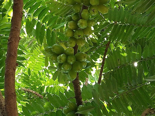 Averrhoa bilimbi, 2025-07-10