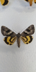 Catocala fulminea