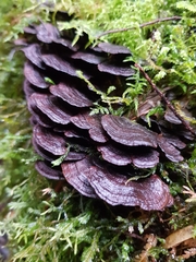 Hymenochaete microcycla