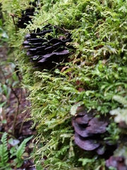 Hymenochaete microcycla