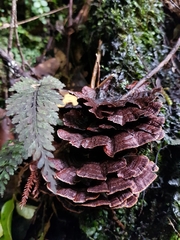 Hymenochaete microcycla