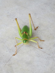 Pediodectes haldemanii