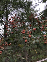Rosa brunonii