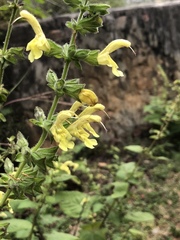Salvia nubicola