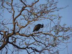 Pavo cristatus