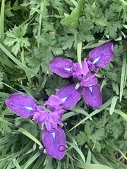 Irideae