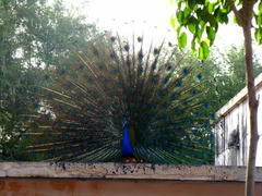 Pavo cristatus