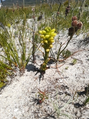 Disa sabulosa