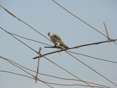 Elanus caeruleus