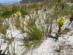 Disa sabulosa