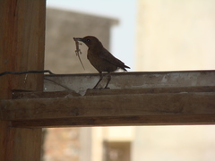 Copsychus fulicatus