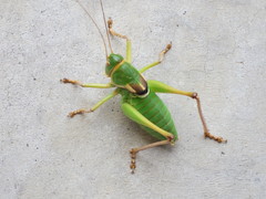 Pediodectes haldemanii